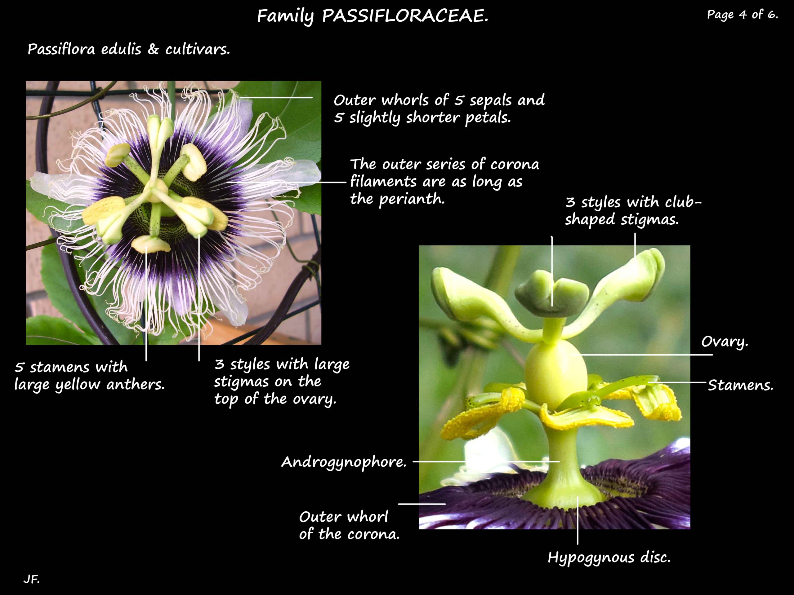 4 Passiflora edulis flowers